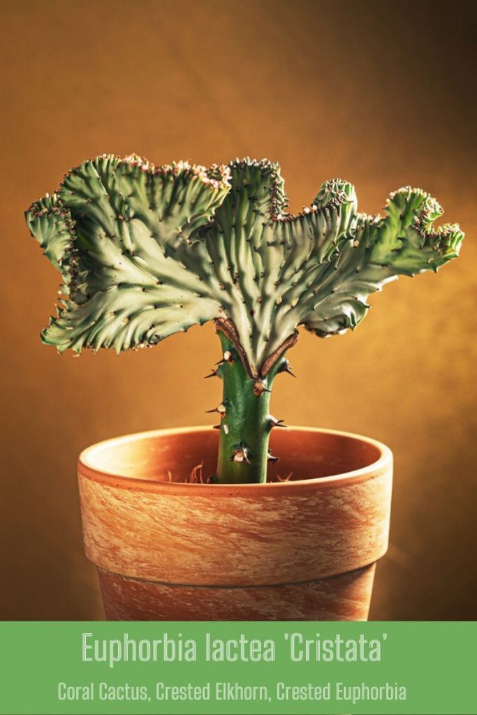 Euphorbia Lactea Cristata Coral Cactus Crested Plant Buy