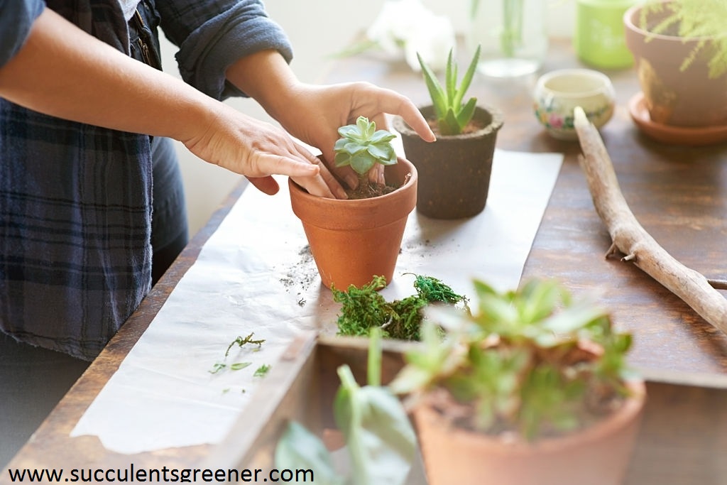 How to plant succulents