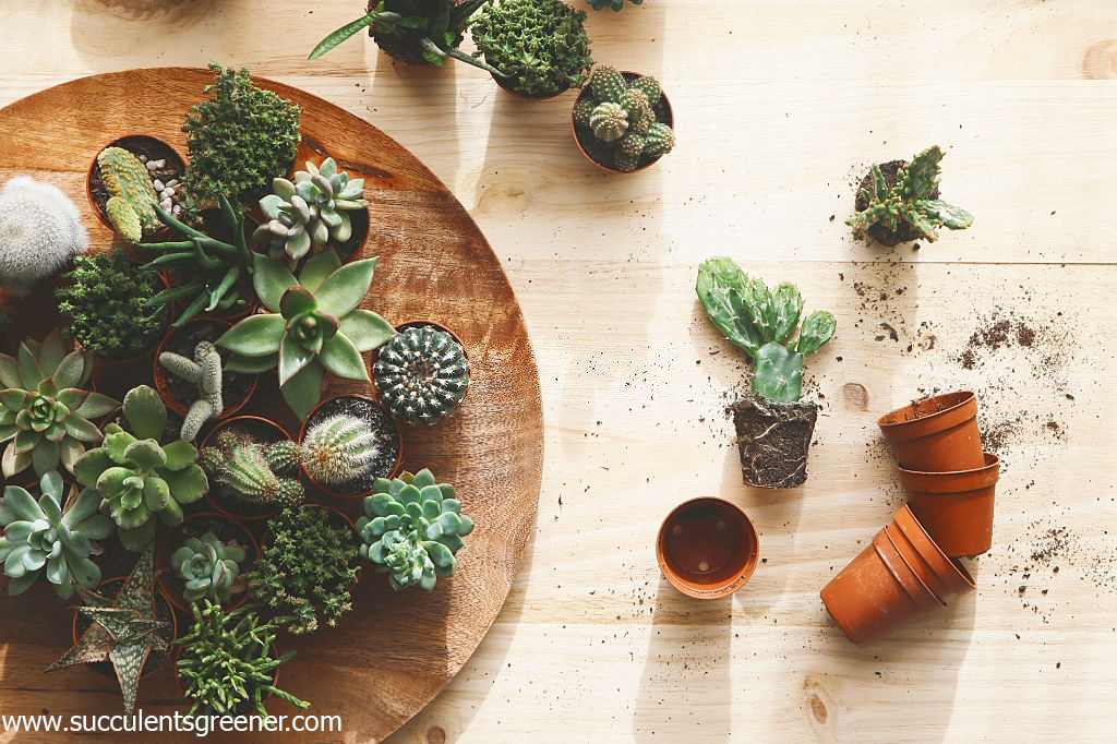 How to plant succulents