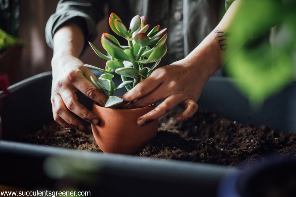 how to plant succulents