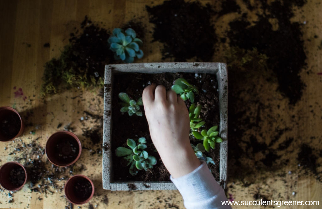 How-to-plant-succulents