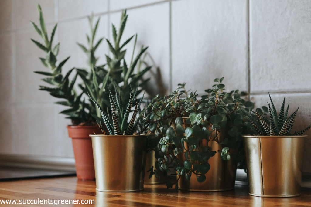 how to plant succulents