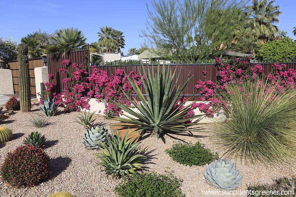 how to plant succulents