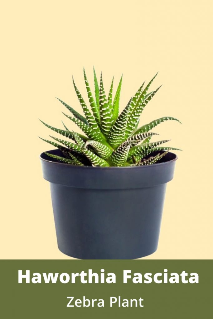 Haworthia Fasciata How To Care Zebra Succulent Plant