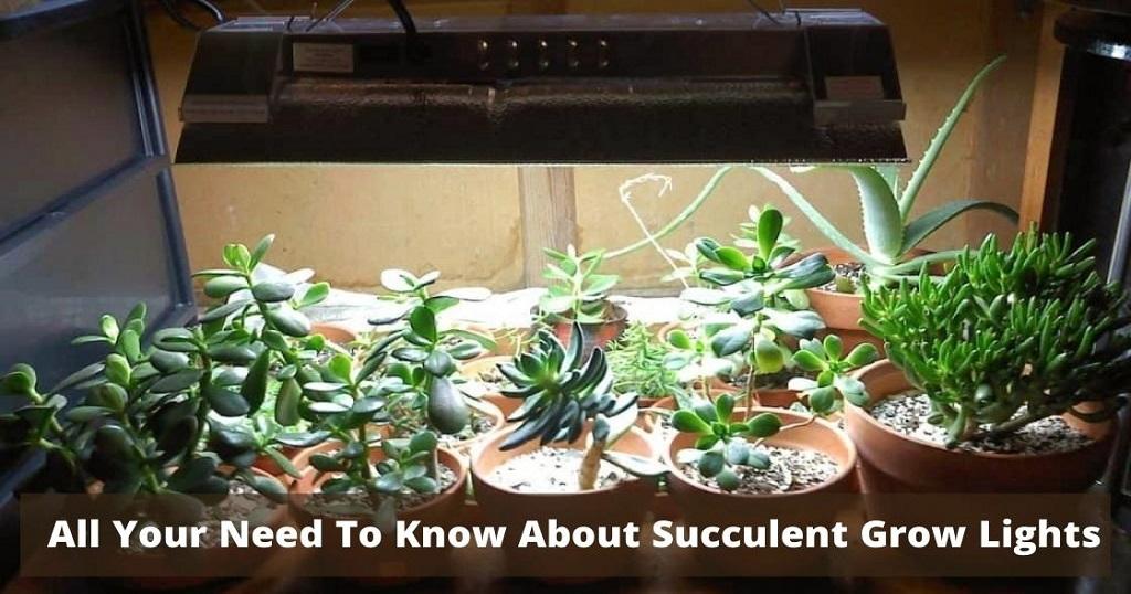 Grow Light for Succulents A Complete Indoor Growing Guide