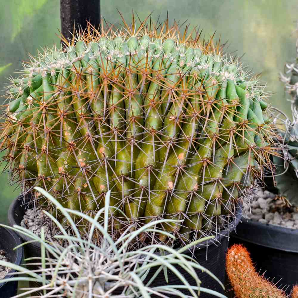 What is Crested Succulent? Learn About Plant Fasciation