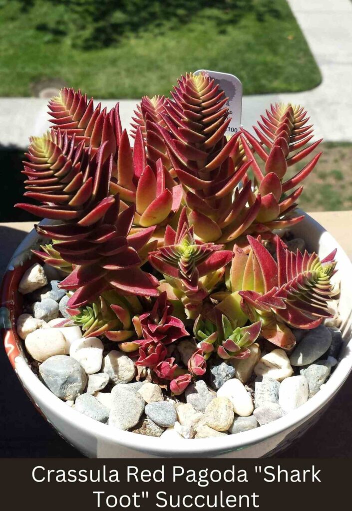 Crassula Red Pagoda Shark Tooth Succulent Care Guide