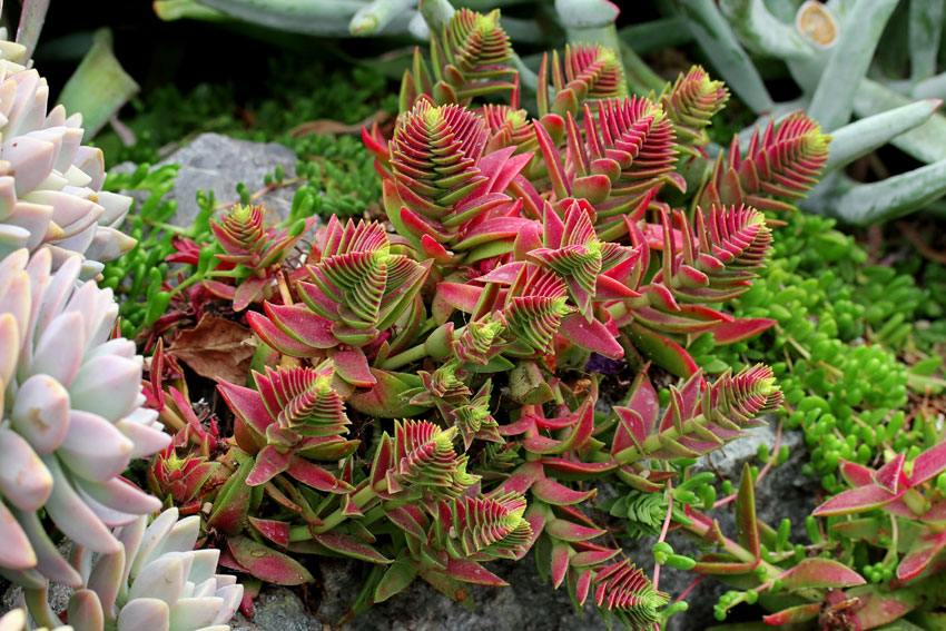 Crassula Red Pagoda Shark Tooth Succulent Care Guide