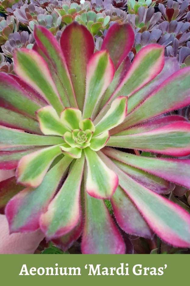 aeonium mardi gras for sale