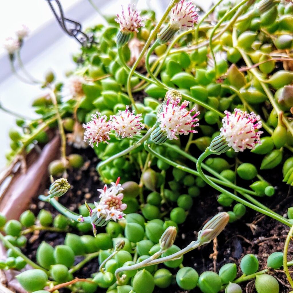 Best Flowering Succulents for Indoors | Complete Walkthrough