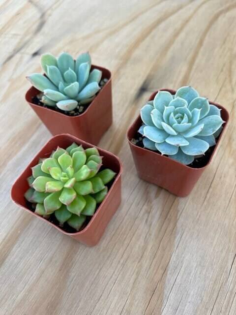 Mini Succulents Plant Small In Size But Big In Beauty: 2023